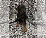 Small #2 Doberman Pinscher