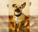 Small #2 Black Mouth Cur Mix
