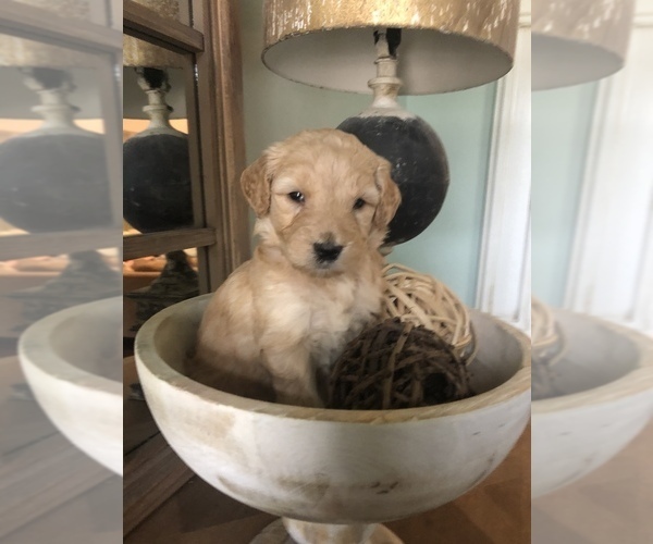 Medium Photo #8 Goldendoodle-Poodle (Standard) Mix Puppy For Sale in DOTHAN, AL, USA