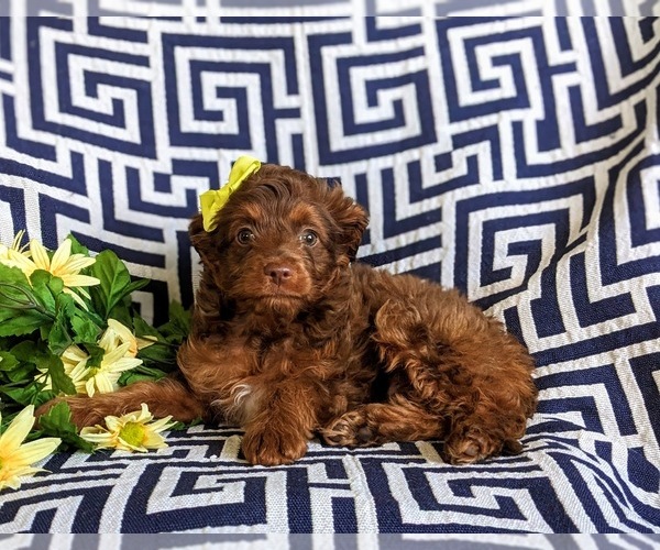 Medium Photo #4 Aussiedoodle Miniature  Puppy For Sale in NOTTINGHAM, PA, USA