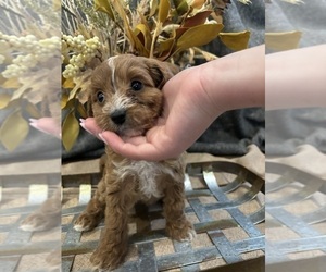 Cavapoo Puppy for Sale in EL RENO, Oklahoma USA