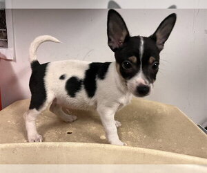 Chihuahua Dogs for adoption in Corona, CA, USA