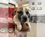 Small #1 Black Mouth Cur Mix
