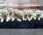 Small #8 English Cream Golden Retriever