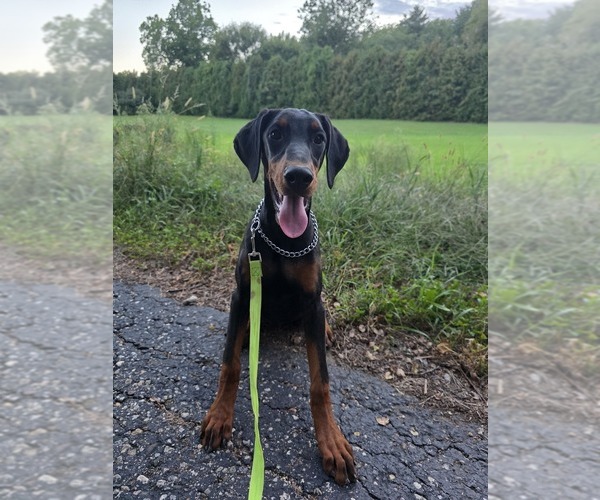 Medium Photo #6 Doberman Pinscher Puppy For Sale in WARSAW, IN, USA