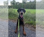 Small #5 Doberman Pinscher