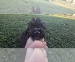 Small #4 Poovanese