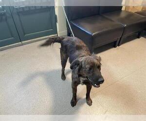 Holland Shepherd-Unknown Mix Dogs for adoption in Pasadena, CA, USA