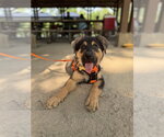 Small Rottweiler Mix