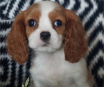 Small Photo #2 Cavalier King Charles Spaniel Puppy For Sale in WESTCLIFFE, CO, USA