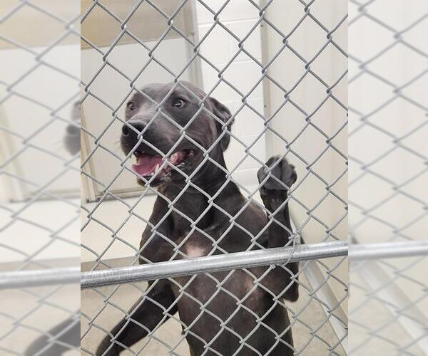 Medium Photo #1 American Pit Bull Terrier Puppy For Sale in Temple, TX, USA