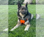 Small #1 Akita-Australian Shepherd Mix