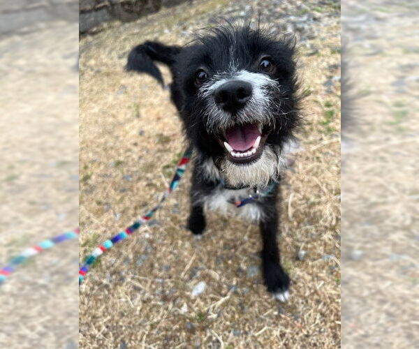 Medium Photo #2 Mutt Puppy For Sale in Bellevue, WA, USA