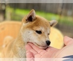 Small #29 Shiba Inu