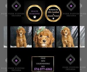 Goldendoodle (Miniature) Puppy for sale in WARSAW, IN, USA