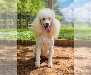 Poodle (Standard) Dogs for adoption in Pacolet, SC, USA