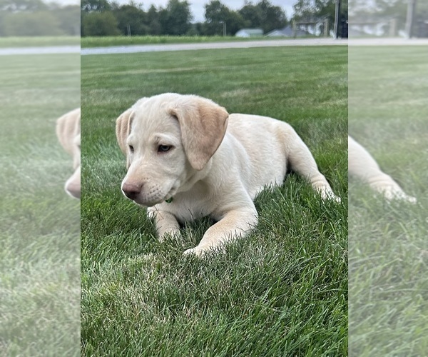 Medium Photo #5 Labrador Retriever Puppy For Sale in FREDERICKSBG, OH, USA