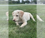 Oakley - Female Labrador Retriever Puppy for Sale - Photo #5