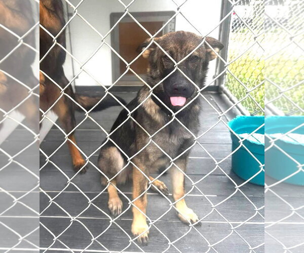 Medium Photo #2 German Shepherd Dog Puppy For Sale in Hinton, WV, USA