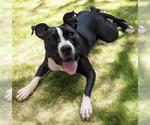 Small American Pit Bull Terrier