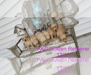 Golden Retriever Puppy for Sale in SHIPSHEWANA, Indiana USA