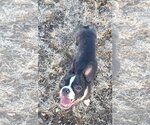 Small Photo #1 Boston Terrier Puppy For Sale in Little Elm, TX, USA