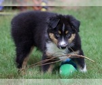 Small #4 Australian Shepherd
