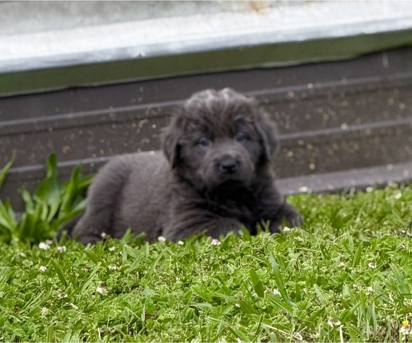 Medium Photo #3 Newfoundland Puppy For Sale in BRADYVILLE, TN, USA