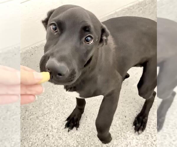 Medium Photo #1 Labrador Retriever-Unknown Mix Puppy For Sale in Houston, TX, USA