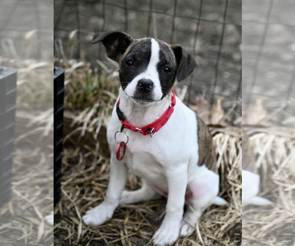 Medium Photo #2 Boston Huahua Puppy For Sale in Wakefield, RI, USA