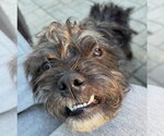 Small #2 Shih Tzu Mix