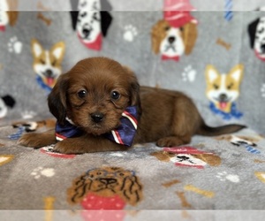 Dachshund Puppy for Sale in LAKELAND, Florida USA