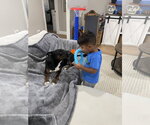 Small #4 Mutt