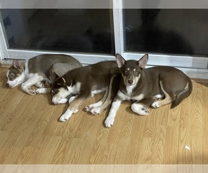 Border Collie-Huskies  Mix Dogs for adoption in CERESCO, MI, USA