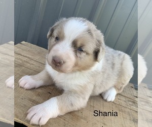 Australian Shepherd Puppy for sale in LYNN, IN, USA