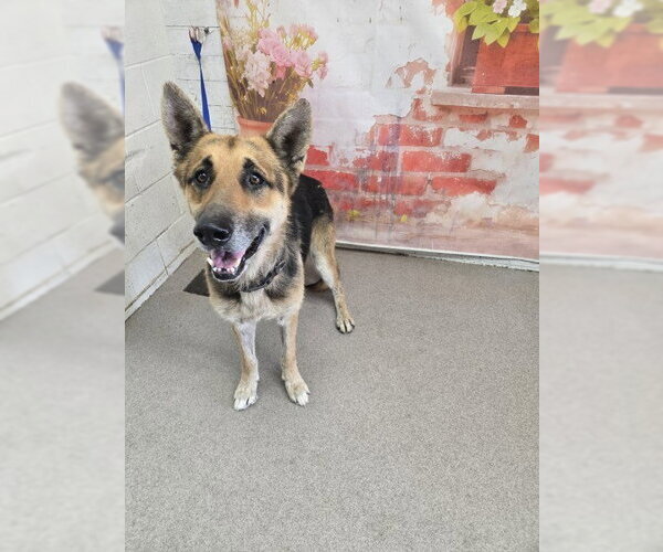 Medium Photo #1 German Shepherd Dog Puppy For Sale in San Bernardino, CA, USA