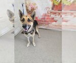 Small German Shepherd Dog