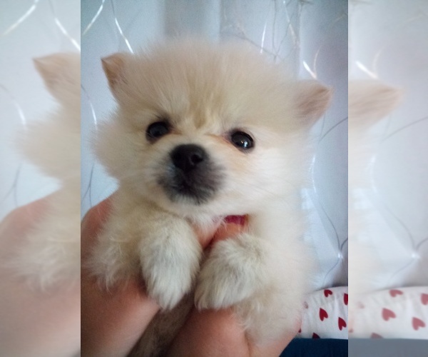 Medium Photo #7 Pomeranian Puppy For Sale in AMARILLO, TX, USA