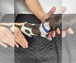 Puppy Puppy 1 German Shorthaired Pointer