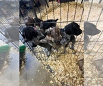 Small Photo #1 German Shorthaired Pointer Puppy For Sale in JOHNSON CITY, TN, USA