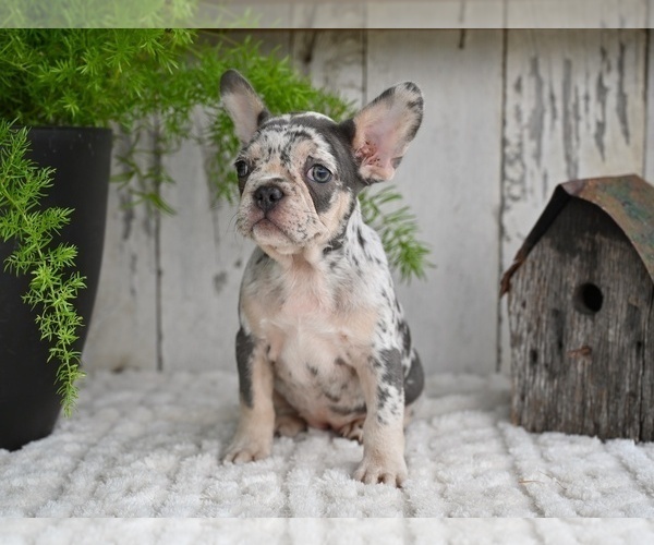 Medium Photo #4 French Bulldog Puppy For Sale in MILLERSBURG, OH, USA