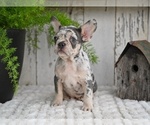 Small #3 French Bulldog
