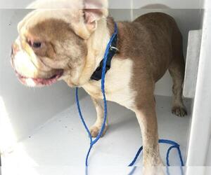 Bulldog Dogs for adoption in Houston, TX, USA