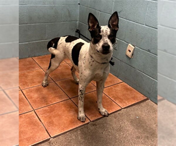 Medium Photo #1 Mutt Puppy For Sale in Downey, CA, USA