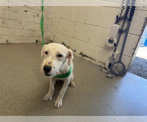 Mutt Dogs for adoption in San Bernardino, CA, USA