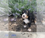Small Photo #15 Bernedoodle Puppy For Sale in MARTINSVILLE, IN, USA