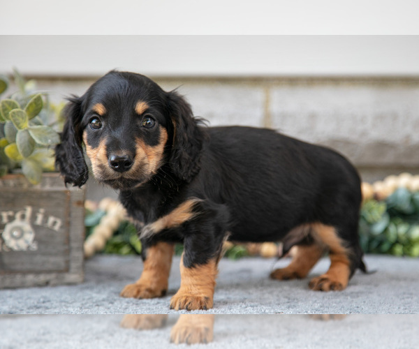 Medium Photo #2 Dachshund Puppy For Sale in NAPPANEE, IN, USA