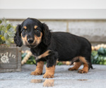 Small Photo #2 Dachshund Puppy For Sale in NAPPANEE, IN, USA
