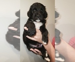 Small Photo #3 Sheepadoodle Puppy For Sale in DANVILLE, AL, USA