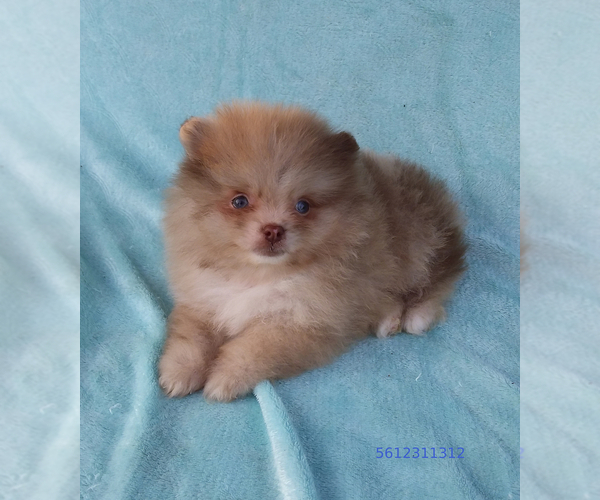 Medium Photo #1 Pomeranian Puppy For Sale in WEST PALM BEACH, FL, USA